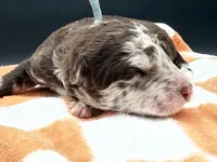 Bracket, a male Golden Mountain Doodle for sale in Sylvania, OH – Photo 5 of 8