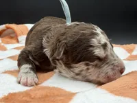 Bracket, a male Golden Mountain Doodle for sale in Sylvania, OH – Photo 6 of 8