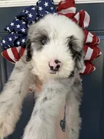 Big Daddy , a male Sheepadoodle for sale in Sylvania, OH – 8 of 8