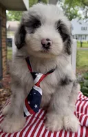 Big Daddy , a male Sheepadoodle for sale in Sylvania, OH – 6 of 8