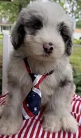 Big Daddy , a male Sheepadoodle for sale in Sylvania, OH – 4 of 8