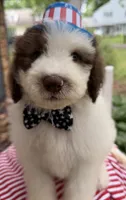 Pookie, a male Sheepadoodle for sale in Sylvania, OH – 7 of 9