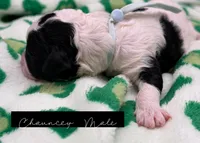 Chauncey, a male Bernedoodle for sale in Sylvania, OH – Photo 2 of 4