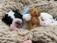 Chauncey, a male Bernedoodle for sale in Sylvania, OH – Photo 4 of 4