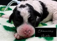 Chauncey, a male Bernedoodle for sale in Sylvania, OH – Photo 1 of 4