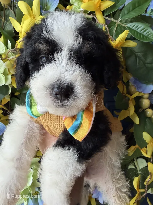 Chauncey – Bernedoodle puppy for sale in Sylvania, OH