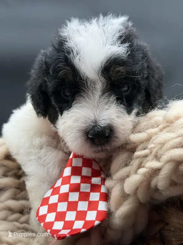 Chauncey – Bernedoodle puppy for sale in Sylvania, OH