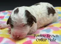 Pookie, a male Sheepadoodle for sale in Sylvania, OH – 9 of 9
