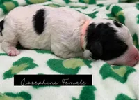 Josephine, a female Bernedoodle for sale in Sylvania, OH – Photo 4 of 6
