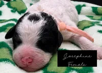 Josephine, a female Bernedoodle for sale in Sylvania, OH – Photo 3 of 6