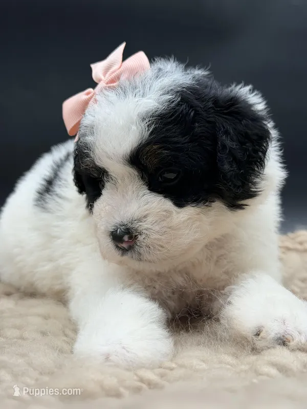 Josephine – Bernedoodle puppy for sale in Sylvania, OH