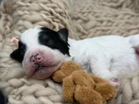 Josephine, a female Bernedoodle for sale in Sylvania, OH – Photo 2 of 6