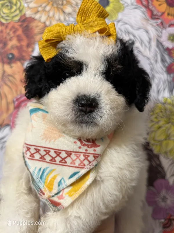 Josephine – Bernedoodle puppy for sale in Sylvania, OH