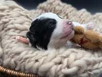 Josephine, a female Bernedoodle for sale in Sylvania, OH – Photo 6 of 6