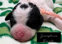 Josephine, a female Bernedoodle for sale in Sylvania, OH – Photo 5 of 6