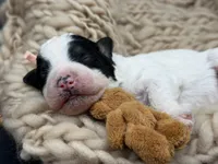 Josephine, a female Bernedoodle for sale in Sylvania, OH – Photo 1 of 6