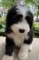 Mr.Right, a male Sheepadoodle for sale in Sylvania, OH – 5 of 8