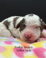 Pookie, a male Sheepadoodle for sale in Sylvania, OH – 8 of 9