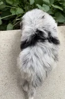 Big Daddy , a male Sheepadoodle for sale in Sylvania, OH – 1 of 8