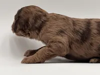 Mr Goodbar, a male Goldendoodle for sale in Sylvania, OH – Photo 9 of 9