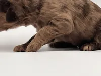 Mr Goodbar, a male Goldendoodle for sale in Sylvania, OH – Photo 6 of 9