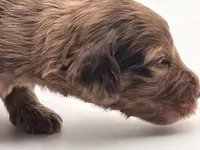 Mr Goodbar, a male Goldendoodle for sale in Sylvania, OH – Photo 7 of 9