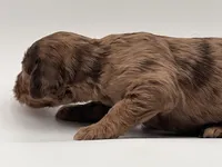 Mr Goodbar, a male Goldendoodle for sale in Sylvania, OH – Photo 2 of 9