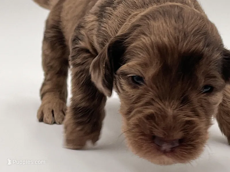 Mr Goodbar, a male Goldendoodle for sale in Sylvania, OH – Photo 1 of 9