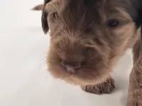 Mr Goodbar, a male Goldendoodle for sale in Sylvania, OH – Photo 4 of 9