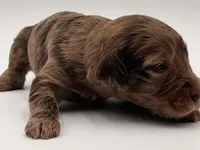 Mr Goodbar, a male Goldendoodle for sale in Sylvania, OH – Photo 8 of 9