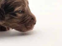 Mr Goodbar, a male Goldendoodle for sale in Sylvania, OH – Photo 5 of 9