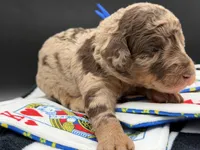 JackPot, a male Goldendoodle for sale in Sylvania, OH – Photo 2 of 10