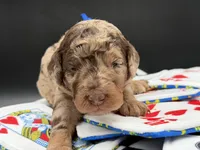 JackPot, a male Goldendoodle for sale in Sylvania, OH – Photo 3 of 10