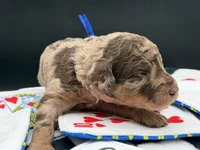 JackPot, a male Goldendoodle for sale in Sylvania, OH – Photo 6 of 10