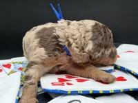 JackPot, a male Goldendoodle for sale in Sylvania, OH – Photo 10 of 10