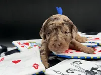 JackPot, a male Goldendoodle for sale in Sylvania, OH – Photo 5 of 10