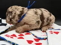 JackPot, a male Goldendoodle for sale in Sylvania, OH – Photo 9 of 10