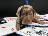 JackPot, a male Goldendoodle for sale in Sylvania, OH – Photo 7 of 10