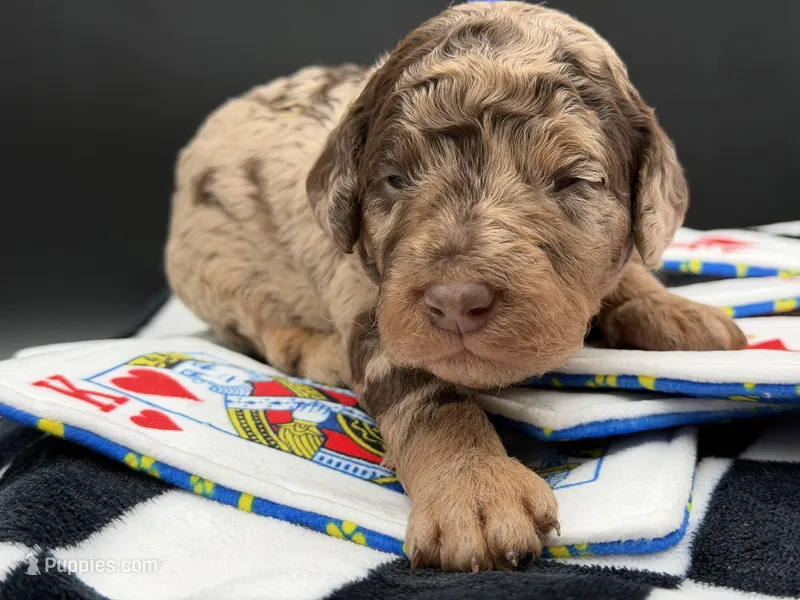 JackPot – Goldendoodle puppy for sale in Sylvania, OH