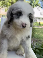Big Daddy , a male Sheepadoodle for sale in Sylvania, OH – 5 of 8
