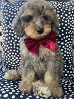 Lincoln, a male Miniature Bernedoodle for sale in Sylvania, OH – Photo 4 of 5