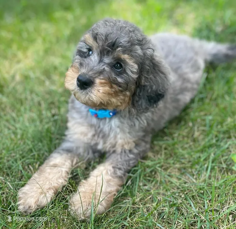 Lincoln, a male Miniature Bernedoodle for sale in Sylvania, OH – Photo 1 of 5