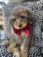 Lincoln, a male Miniature Bernedoodle for sale in Sylvania, OH – Photo 2 of 5