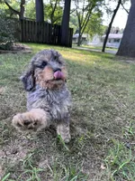 Lincoln, a male Miniature Bernedoodle for sale in Sylvania, OH – Photo 5 of 5