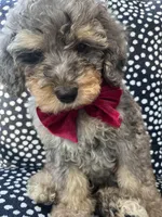 Lincoln, a male Miniature Bernedoodle for sale in Sylvania, OH – Photo 3 of 5