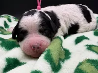 Prudence , a female Bernedoodle for sale in Sylvania, OH – Photo 4 of 9