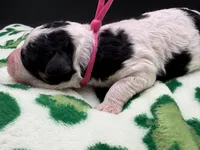 Prudence , a female Bernedoodle for sale in Sylvania, OH – Photo 2 of 9