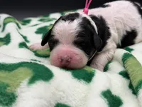 Prudence , a female Bernedoodle for sale in Sylvania, OH – Photo 3 of 9