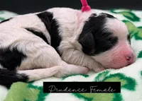 Prudence , a female Bernedoodle for sale in Sylvania, OH – Photo 5 of 9