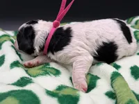 Prudence , a female Bernedoodle for sale in Sylvania, OH – Photo 8 of 9